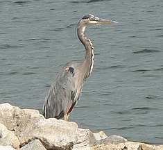 DeSoto NWR