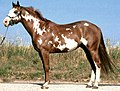 Deutsch: Frame-Overo-Scheckung beim Pferd und das Lethal white Syndrom werden durch eine Mutation des Endothelin-Rezeptor-B-Gens verursacht English: Frame-Overo-spotting and lethal white foal syndrome are due to a mutation of the endothelin-B receptor gene of the horse