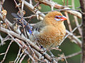 Female, Kenya