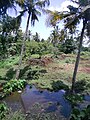 Coir industry waste, India (2011)