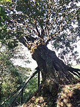 Myrica rubra. Female plant, about 500 years old, 20 meters high, the largest Myrica rubra tree known in Taiwan. 2021/12/11.