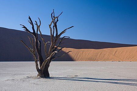 Dead acacia tree in Dead Vlei, Namibia