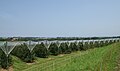 Obstplantage am Bodensee bei Arbon; (Plantage von Gala, Topas und Golden)