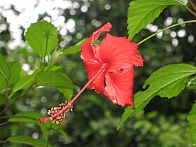 Hibiscus