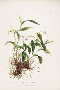 plate 26 Sobralia decora