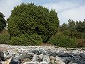 A field of flintstones at Rügen, Germany.