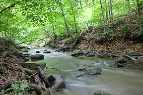 Forest in Pennsylvania, United States