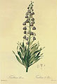 Fritillaria persica