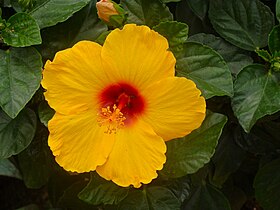 Hibiscus syriacus cultivar (Common Hibiscus)