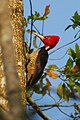 Campephilus guatemalensis