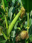 female inflorescence