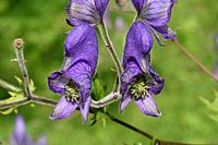 Aconitum degenii