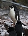 Coronation Island, South Orkney, Antarctica