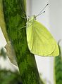 'Laurentii' with Pieris rapae