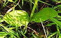 Platanthera bifolia