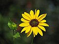 Sunflower and a bud.