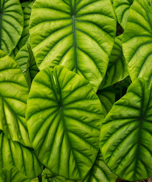 File:Alocasia cuprea (portrait orientation).jpg