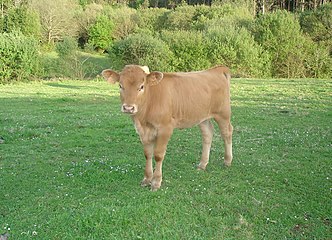 Xato de rubia galega en Moeche