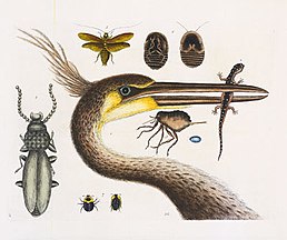 Ardea herodias