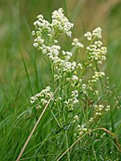 Galium boreale