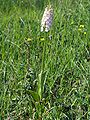 Orchis purpurea f. albida Germany - Saarland