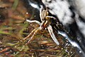 Raft Spider. Note how it is feeling the water surface with its front legs, waiting to nab insects or even small fish.