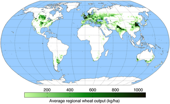 Worldwide wheat production