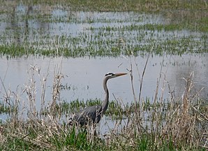 Ridgefield NWR