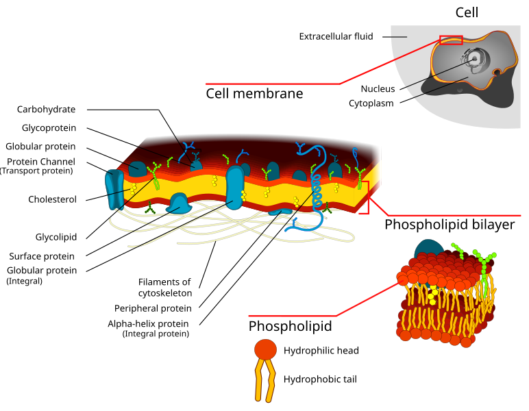 File:Cell membrane detailed diagram 3.svg