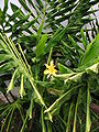 plant hidden between leaves of Hedychium