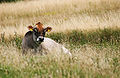 Jersey cow (Bos taurus)