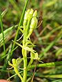 Liparis loeselii flowers Germany - Müritzgebiet