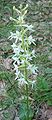 Platanthera bifolia