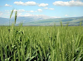 Wheat in Hula Valley, Israel