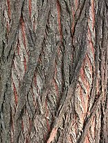 Bark of Melia azedarach