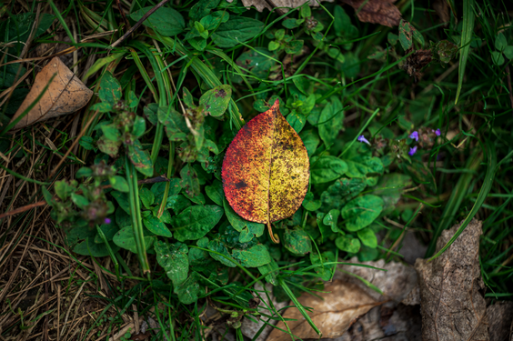 A colorful leaf has fallen on a bed of dark green foliage