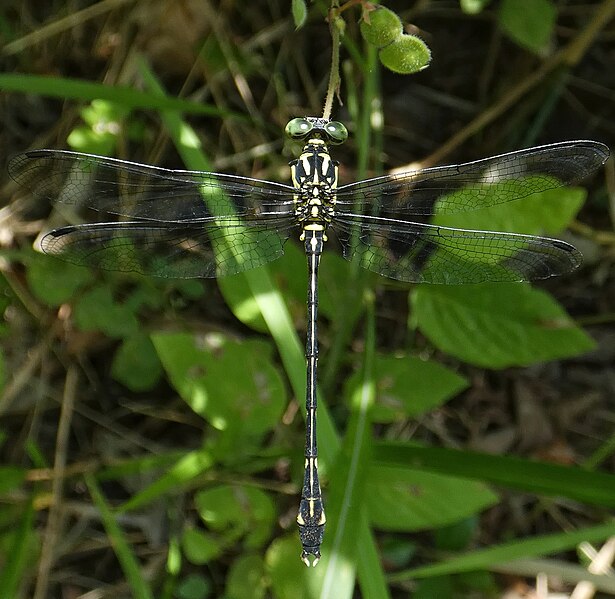 File:Heliogomphus bakeri 282700895.jpg