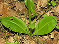 Platanthera bifolia