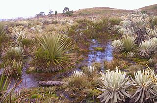 Páramo de Rabanal, Boyaca