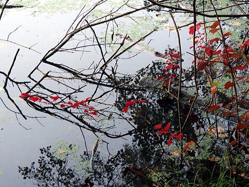 Verfärbte Blätter auf der Wasseroberfläche