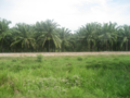 Oil Palm plantation between Aracataca and Fundacion