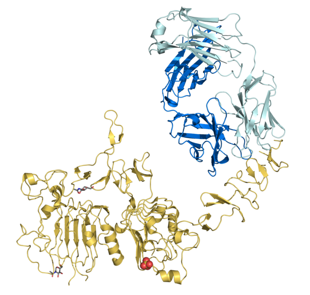 File:Trastuzumab Fab-HER2 complex 1N8Z.png