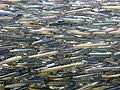 A shoal of anchovies