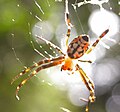 From India genus: Argiope, species: unidentified