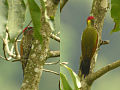 Picus chlorolophus (cat.)