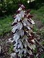 Orchis purpurea Hungary (white specimen, rare)