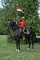 The RCMP breeds his own black horses for the Musically Ride