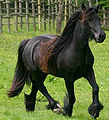 Fell pony (all are black)most used by Air Force to train with it .