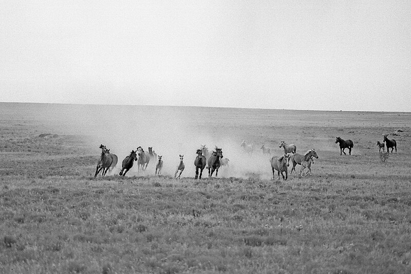 File:Mustangs in Colorado, USA, 1971.jpg