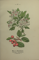 Plate 17 Crataegus oxycantha